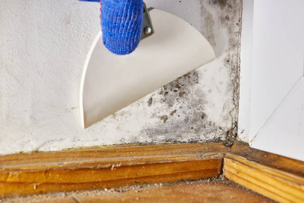 Best Mold Removal for HVAC Installations  in Beattystown, NJ